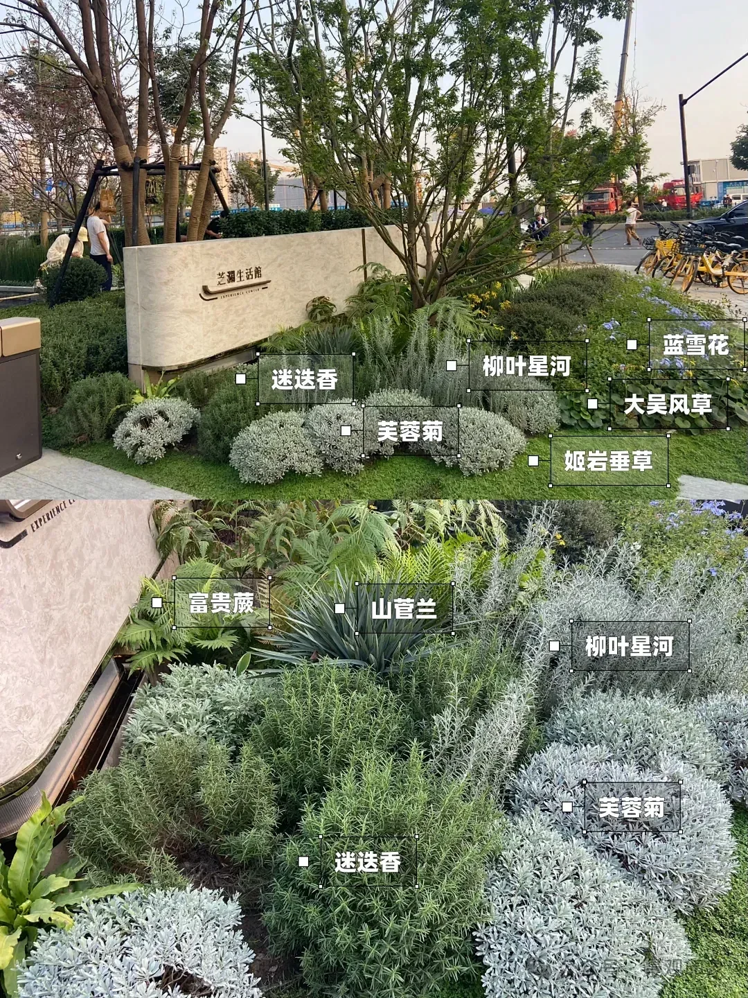 图片[2]-资深景观设计师揭秘：8种必种网红植物，打造100%出片率黄金法则-灵感屋