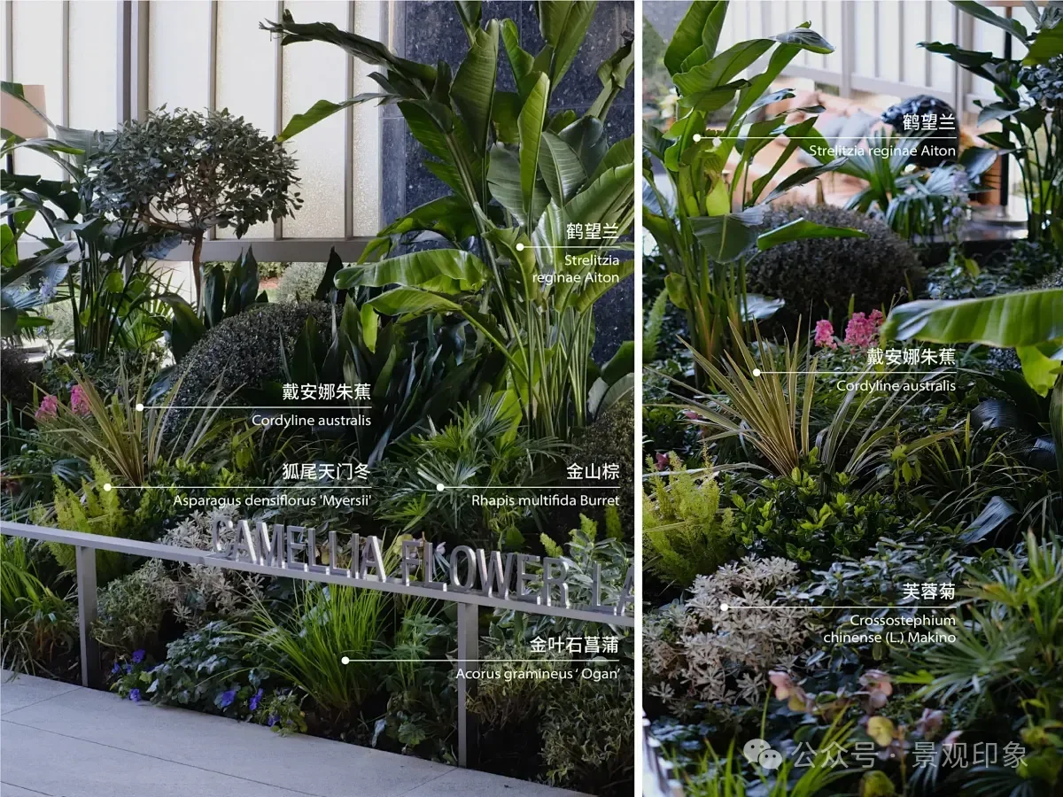 图片[3]-资深景观设计师揭秘：8种必种网红植物，打造100%出片率黄金法则-灵感屋