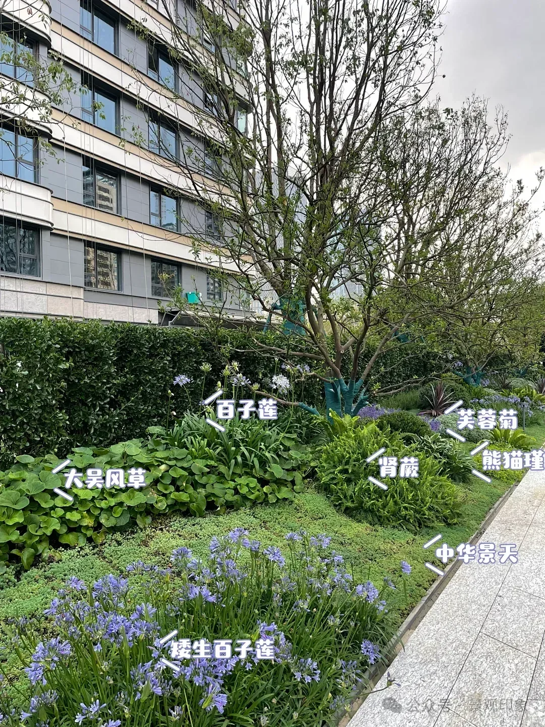 图片[4]-资深景观设计师揭秘：8种必种网红植物，打造100%出片率黄金法则-灵感屋