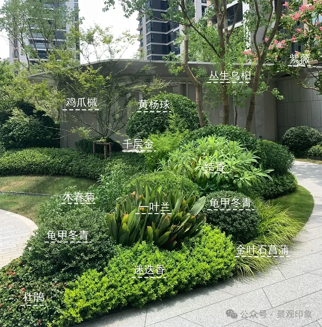 资深景观设计师揭秘：8种必种网红植物，打造100%出片率黄金法则-灵感屋