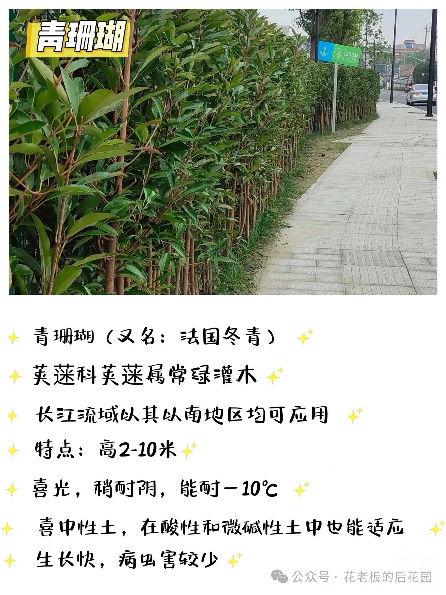 图片[2]-庭院绿篱终极选购指南：从造价、养护到颜值，一篇讲透-灵感屋