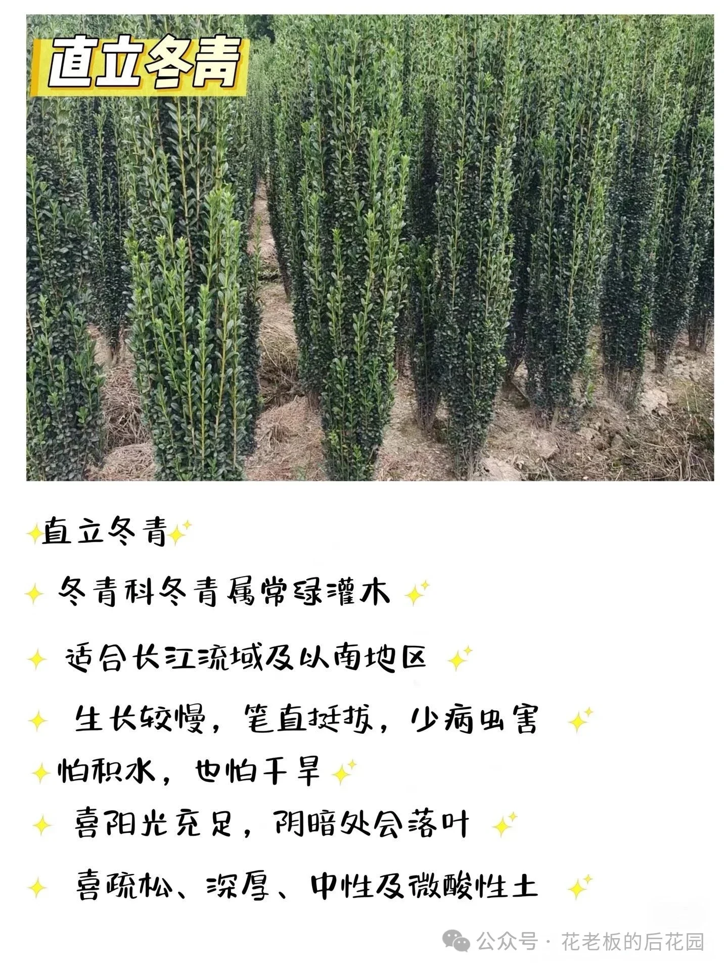图片[3]-庭院绿篱终极选购指南：从造价、养护到颜值，一篇讲透-灵感屋