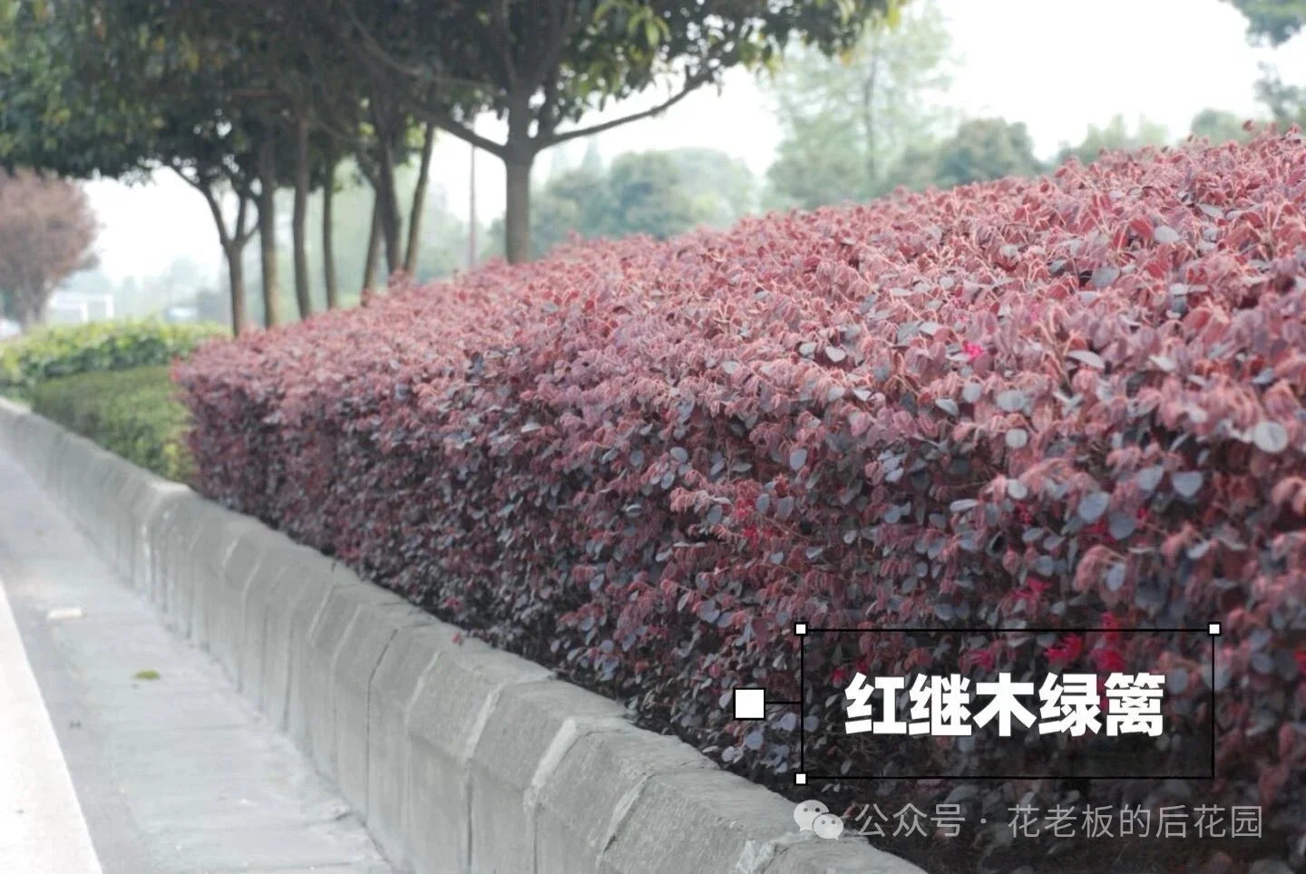图片[4]-庭院绿篱终极选购指南：从造价、养护到颜值，一篇讲透-灵感屋