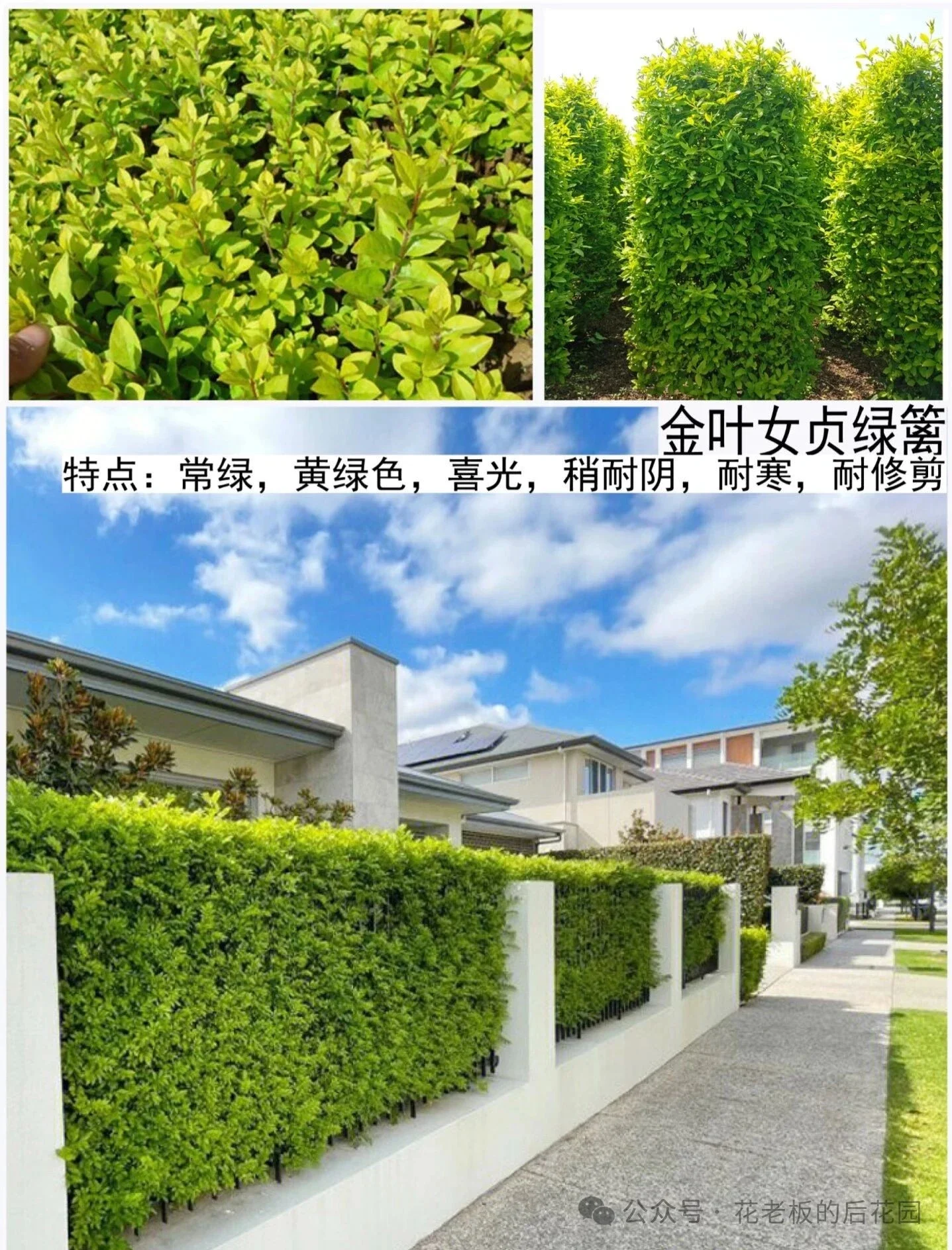 图片[5]-庭院绿篱终极选购指南：从造价、养护到颜值，一篇讲透-灵感屋