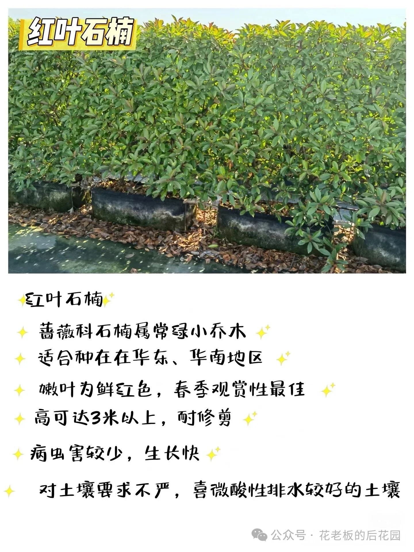 图片[6]-庭院绿篱终极选购指南：从造价、养护到颜值，一篇讲透-灵感屋