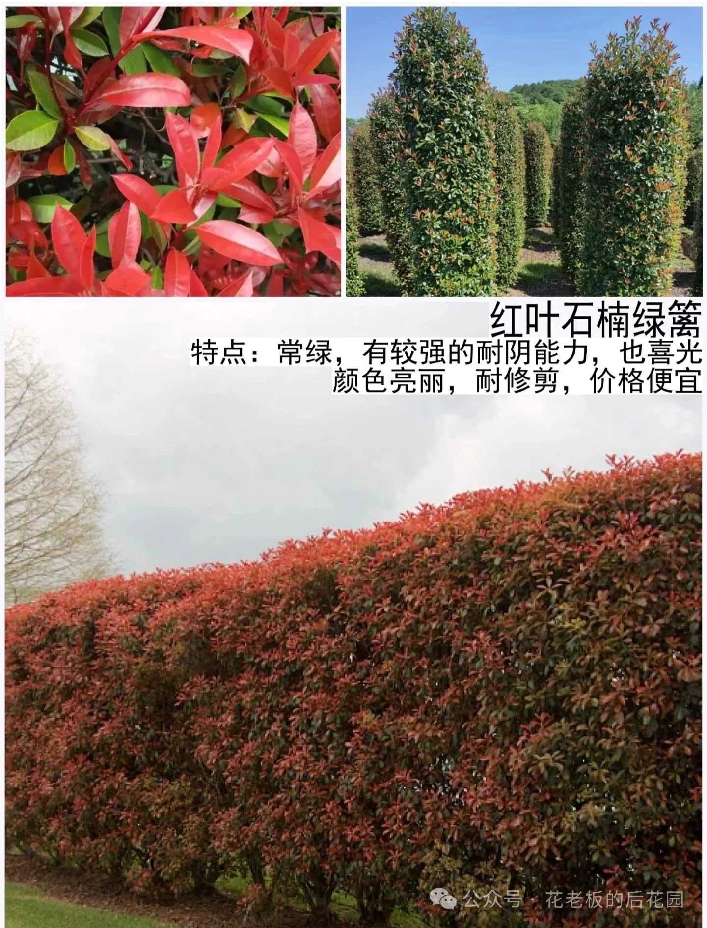 图片[7]-庭院绿篱终极选购指南：从造价、养护到颜值，一篇讲透-灵感屋